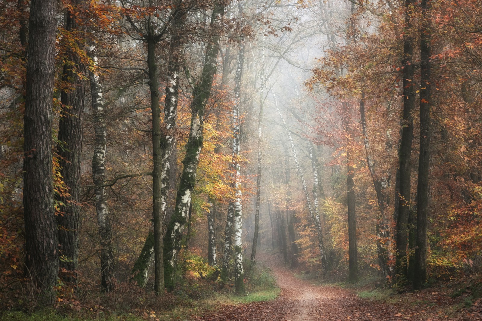 Misty footpath through an autumn woodland carpeted with fallen leaves