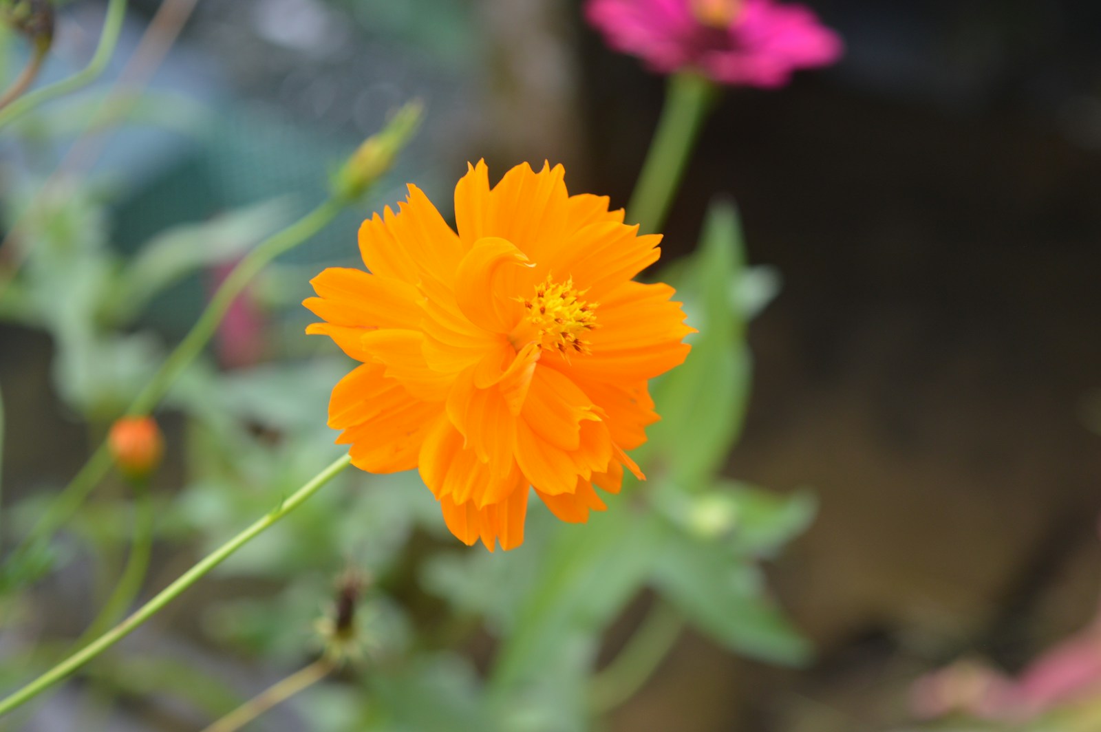 Semi-double orange sulphur cosmos flower with an orange bud behind