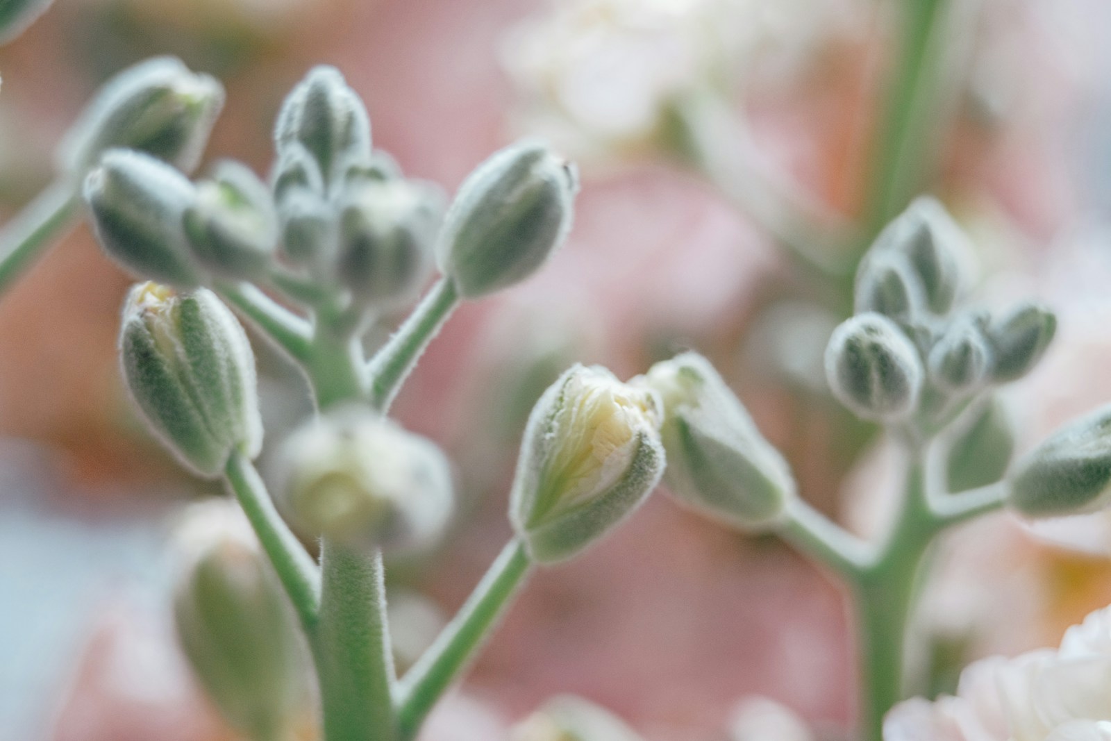Fuzzy grey-green stock flower buds on a branching stem, one showing cream petals