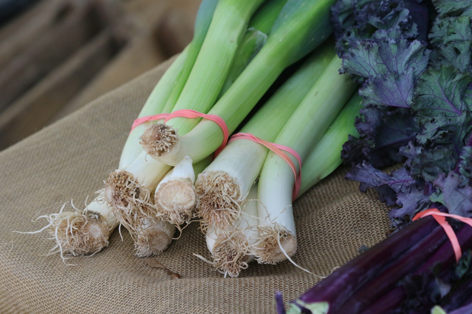 Bundles of freshly lifted leeks with roots attached, tied with rubber bands