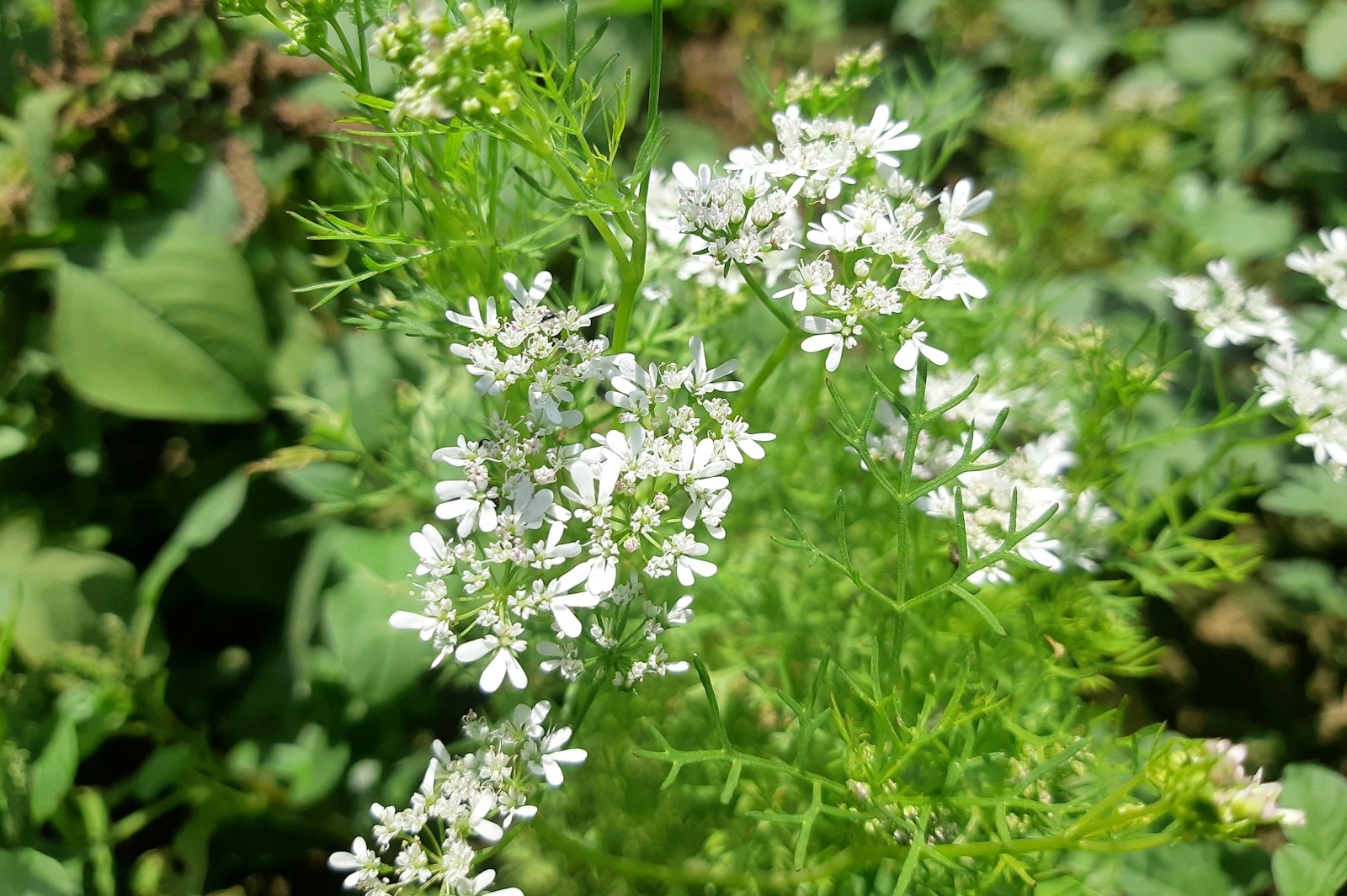 Bolted cilantro plants covered in white flower heads and thread-like leaves