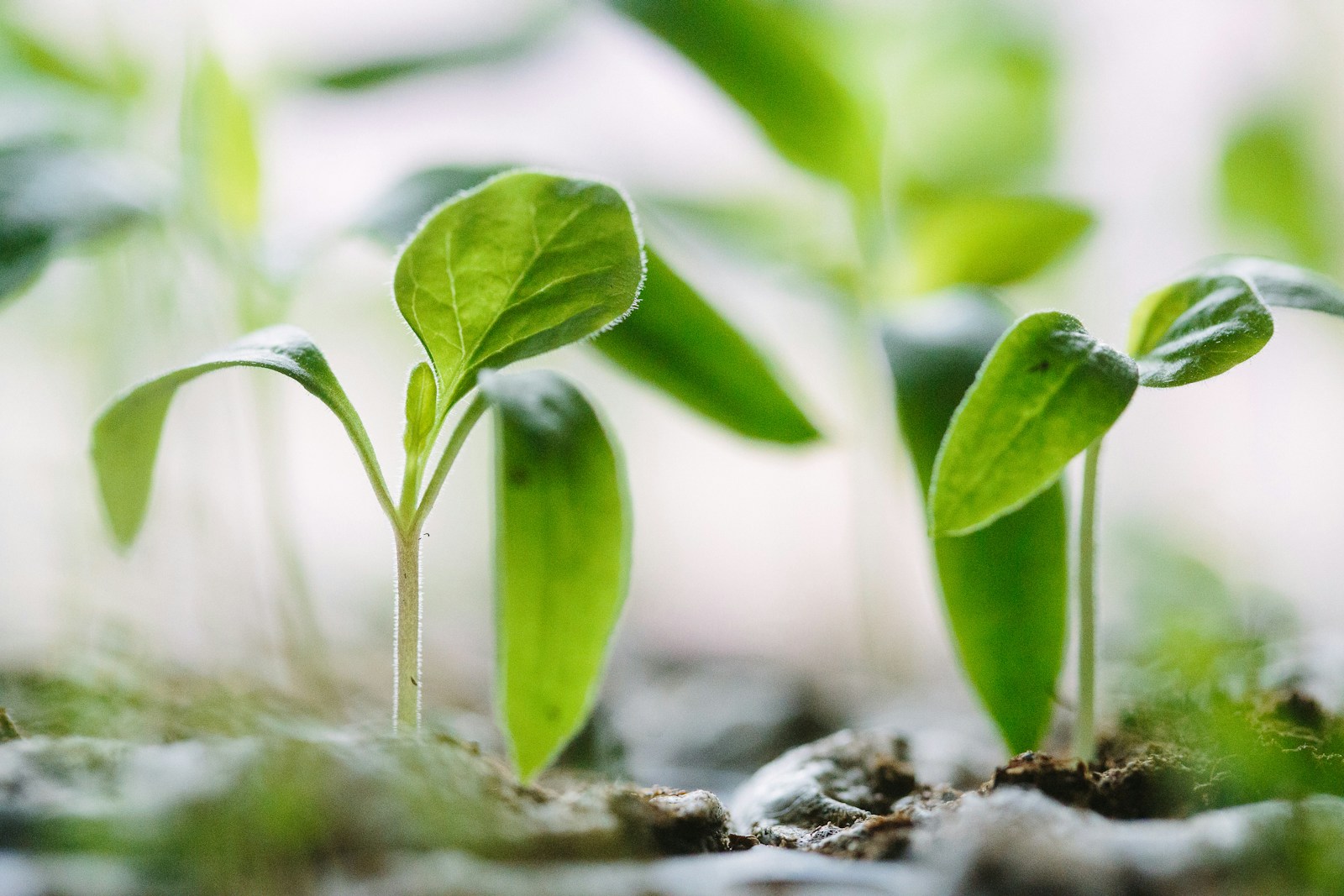 Young green seedlings with their first true leaves emerging from moist soil