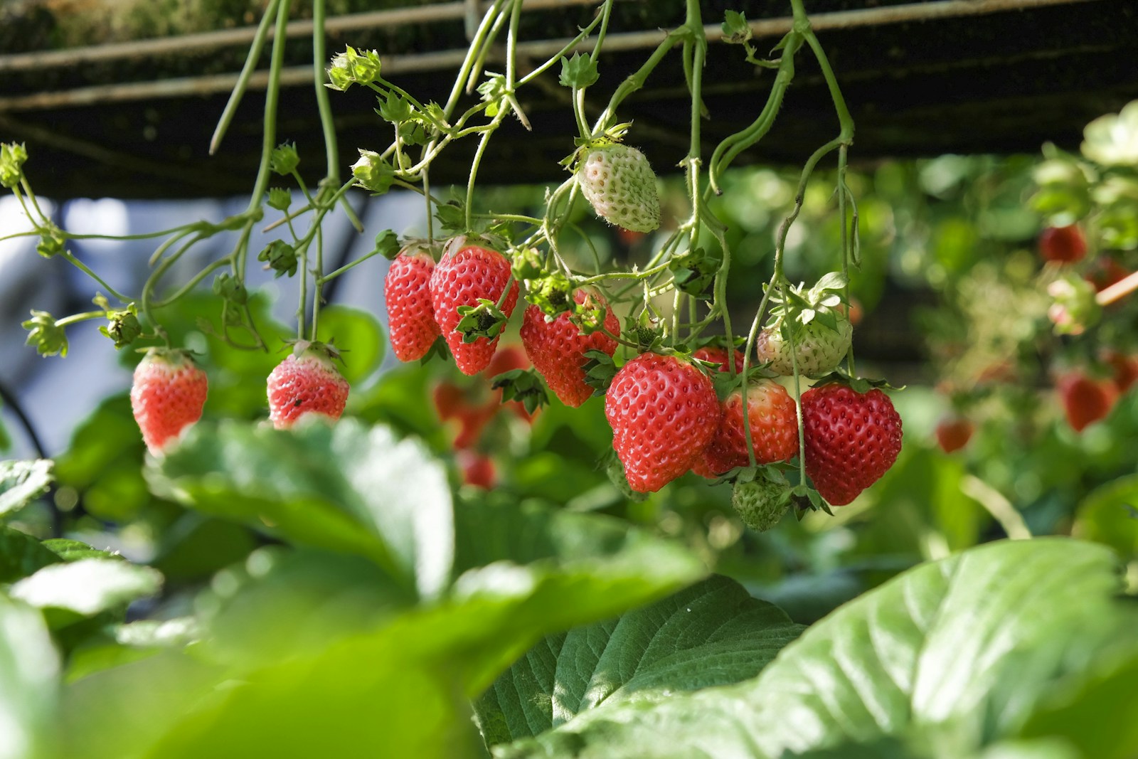 Clusters of ripening strawberries hanging down from a raised growing trough