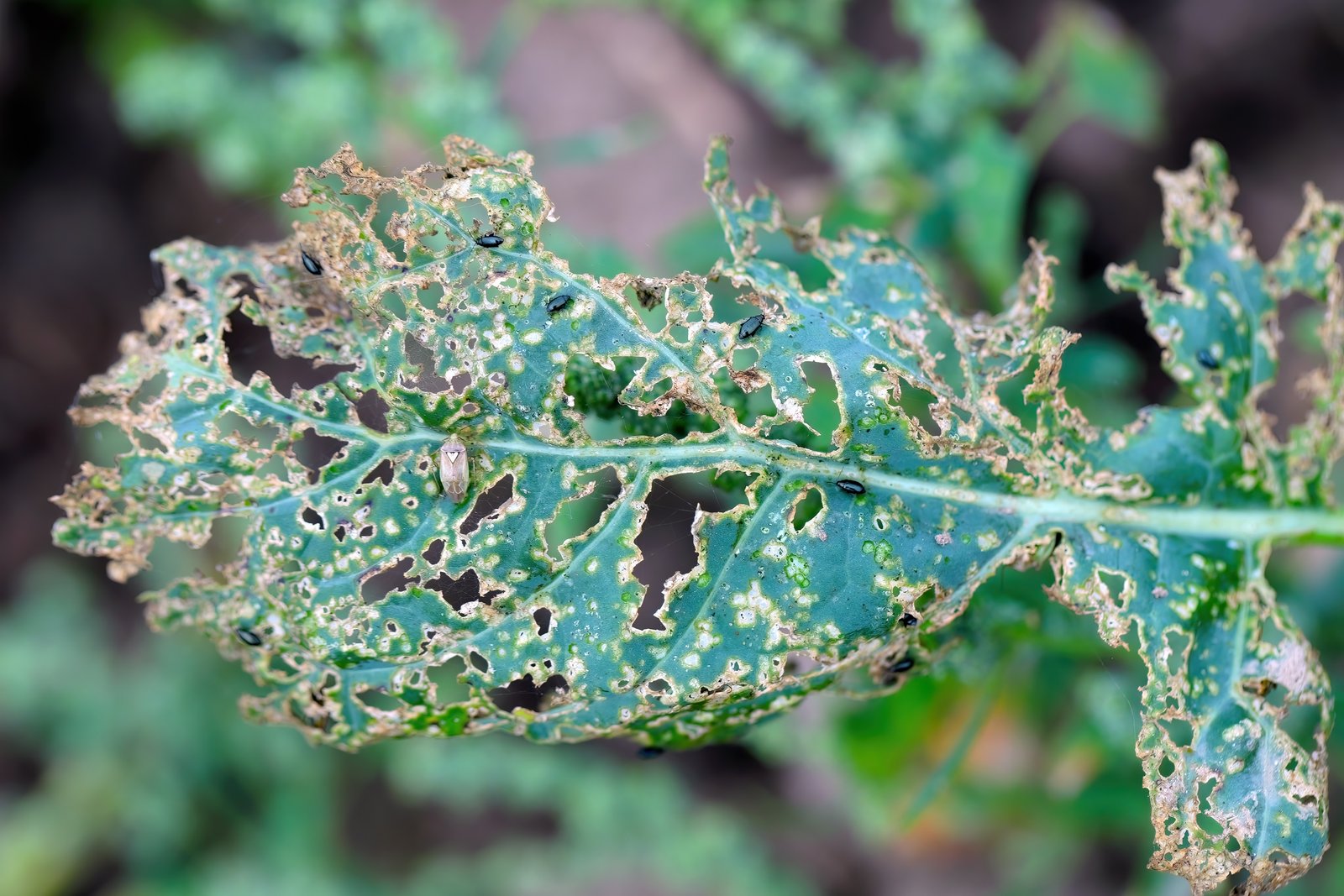Cabbage-family leaf riddled with holes from flea beetle feeding