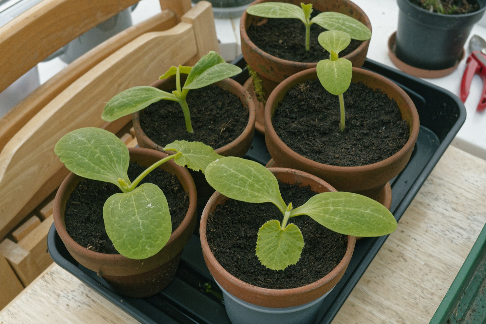 Young zucchini seedlings with first true leaves in terracotta pots on a tray