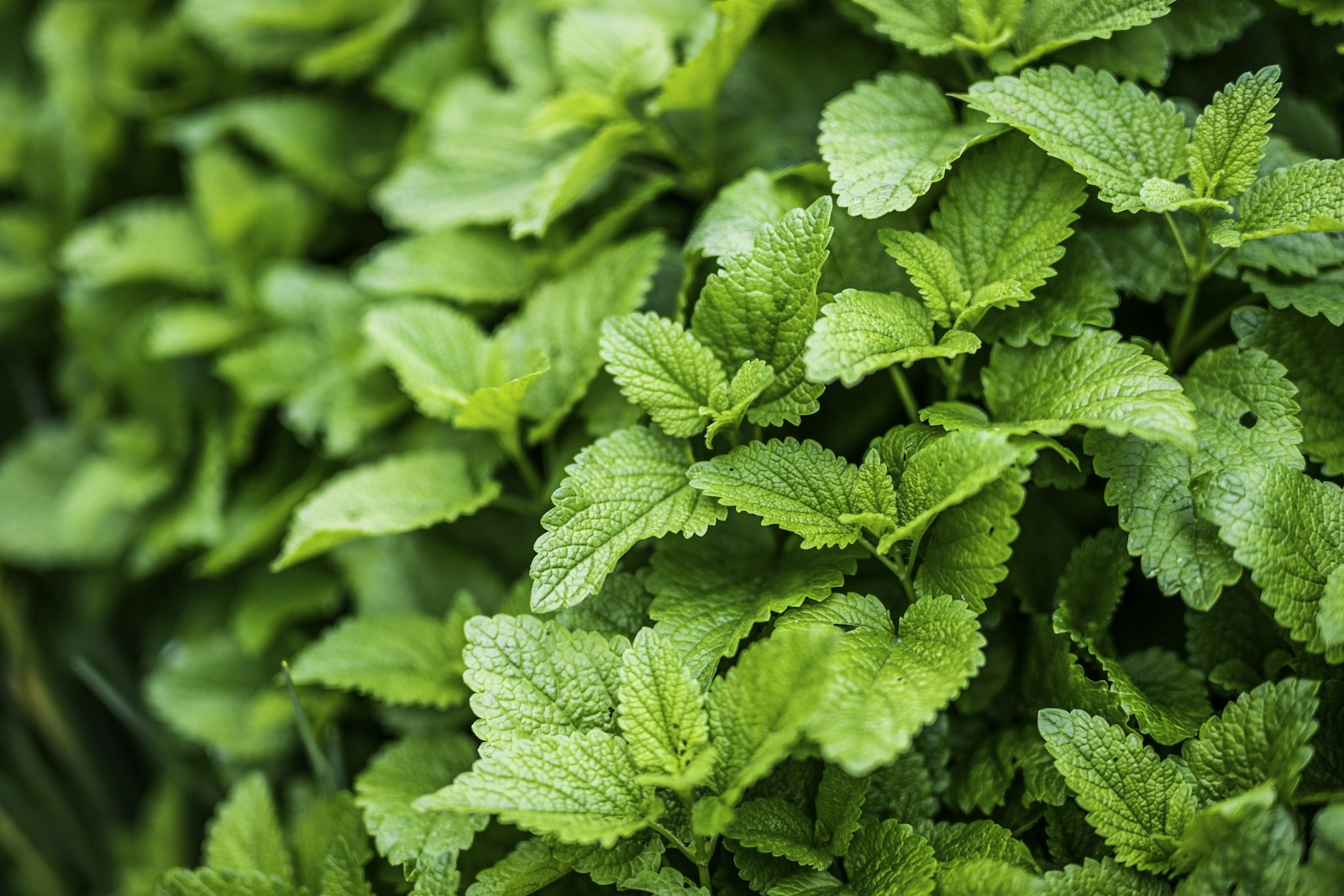 Close view of fresh lemon balm shoots with textured, toothed leaves