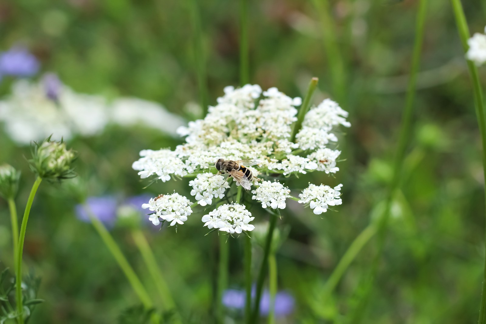 Hoverfly feeding on a white umbrella-shaped flower cluster in a meadow