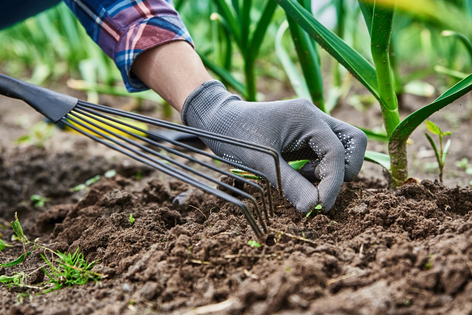 Gloved gardener loosening and weeding bare soil with a hand rake