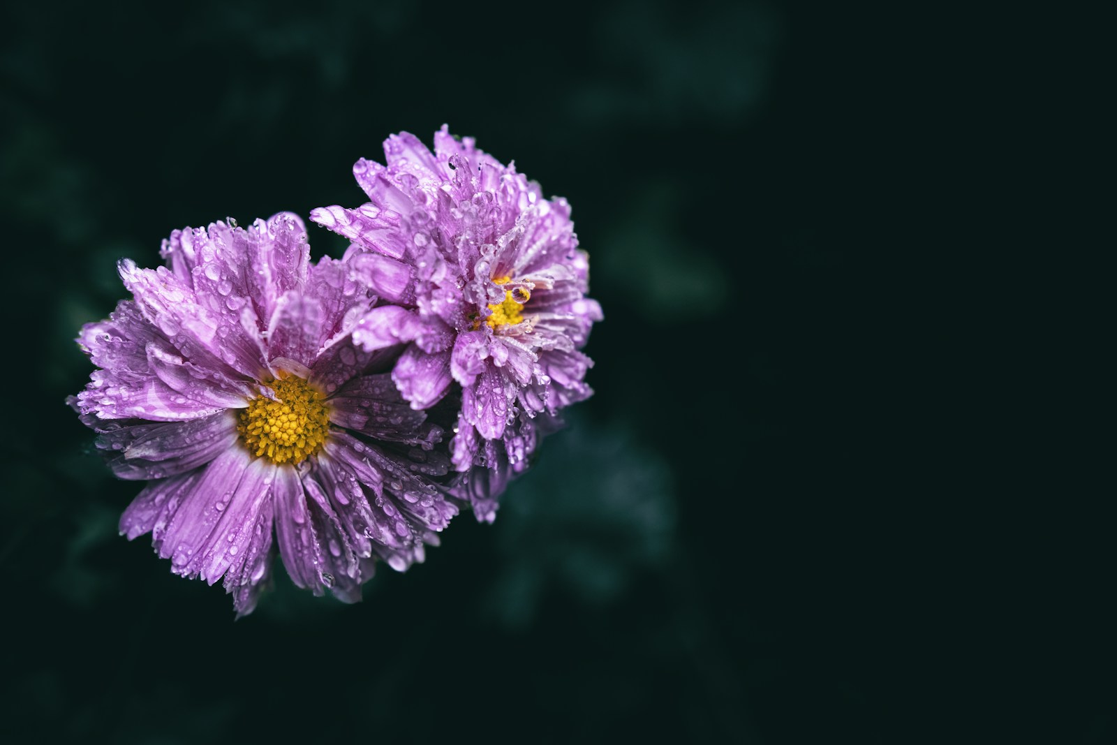 Two semi-double pink China aster flowers covered in raindrops