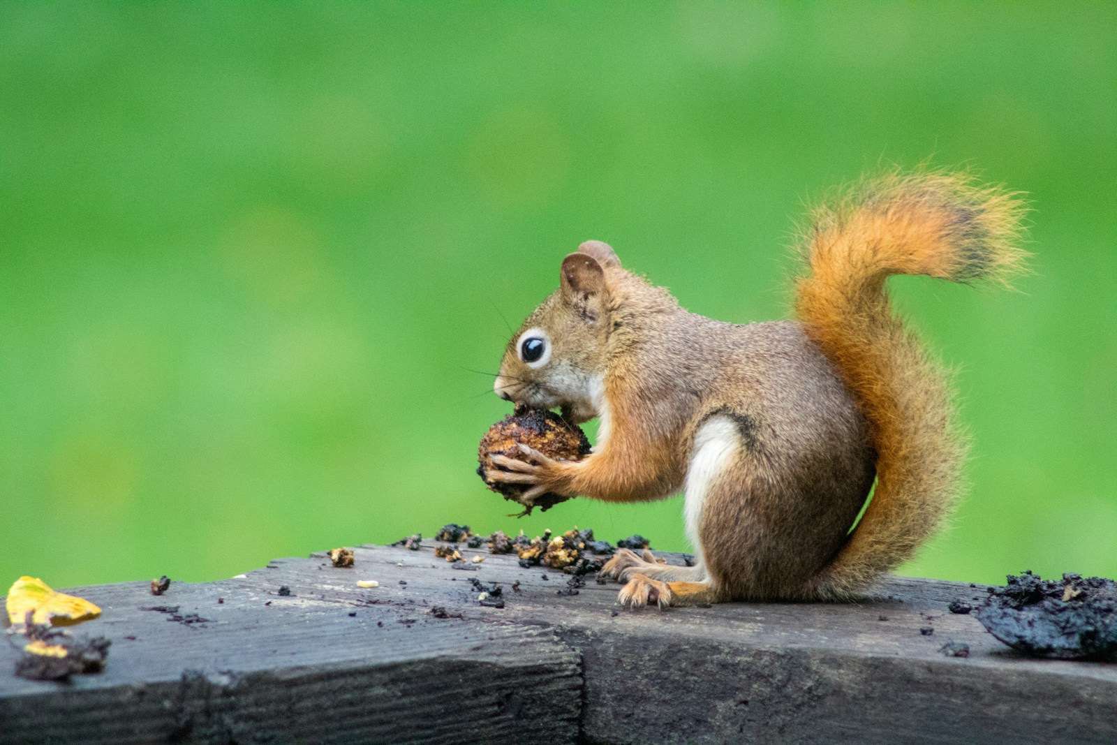 Red squirrel gnawing a dark-hulled walnut on a wooden rail