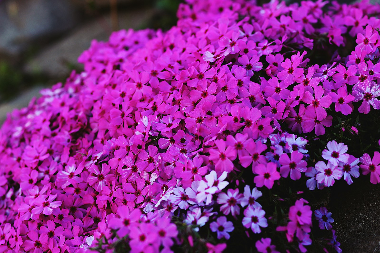 Magenta and pale pink creeping phlox spilling over a stone edge