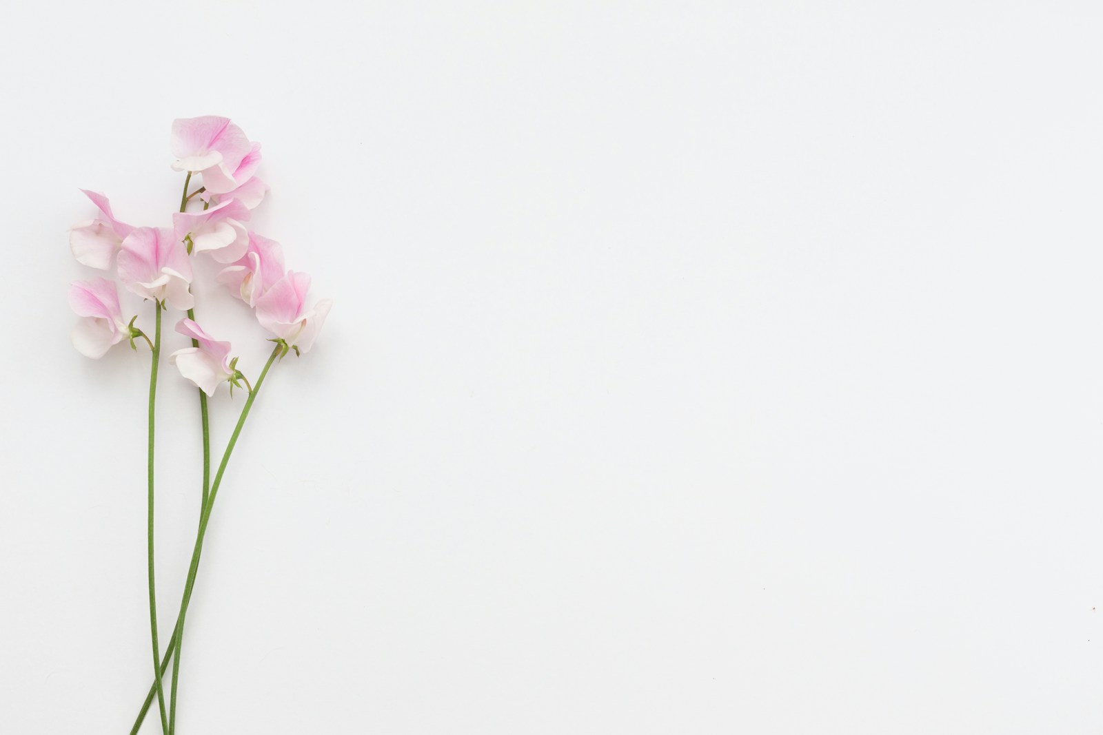 Three cut stems of pale pink sweet peas laid on a white surface