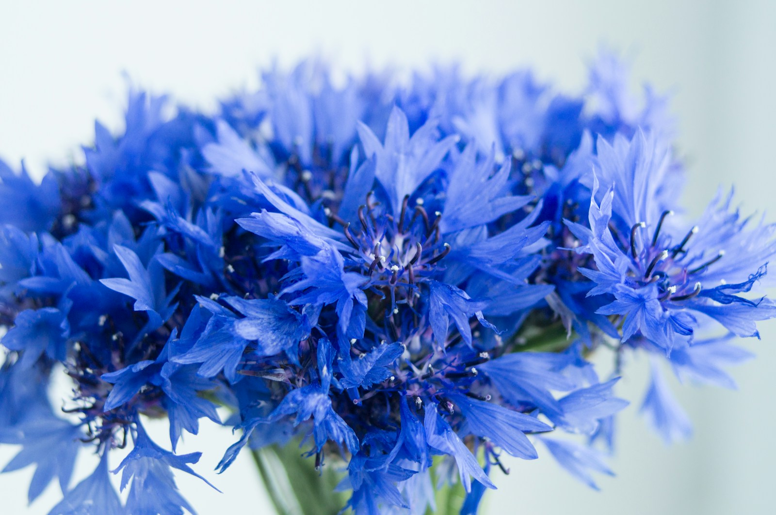 Close-up of a bunch of cut blue cornflowers against a pale background