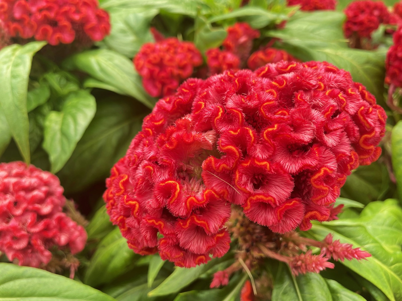 Close-up of a red crested cockscomb celosia with velvety, ruffled folds