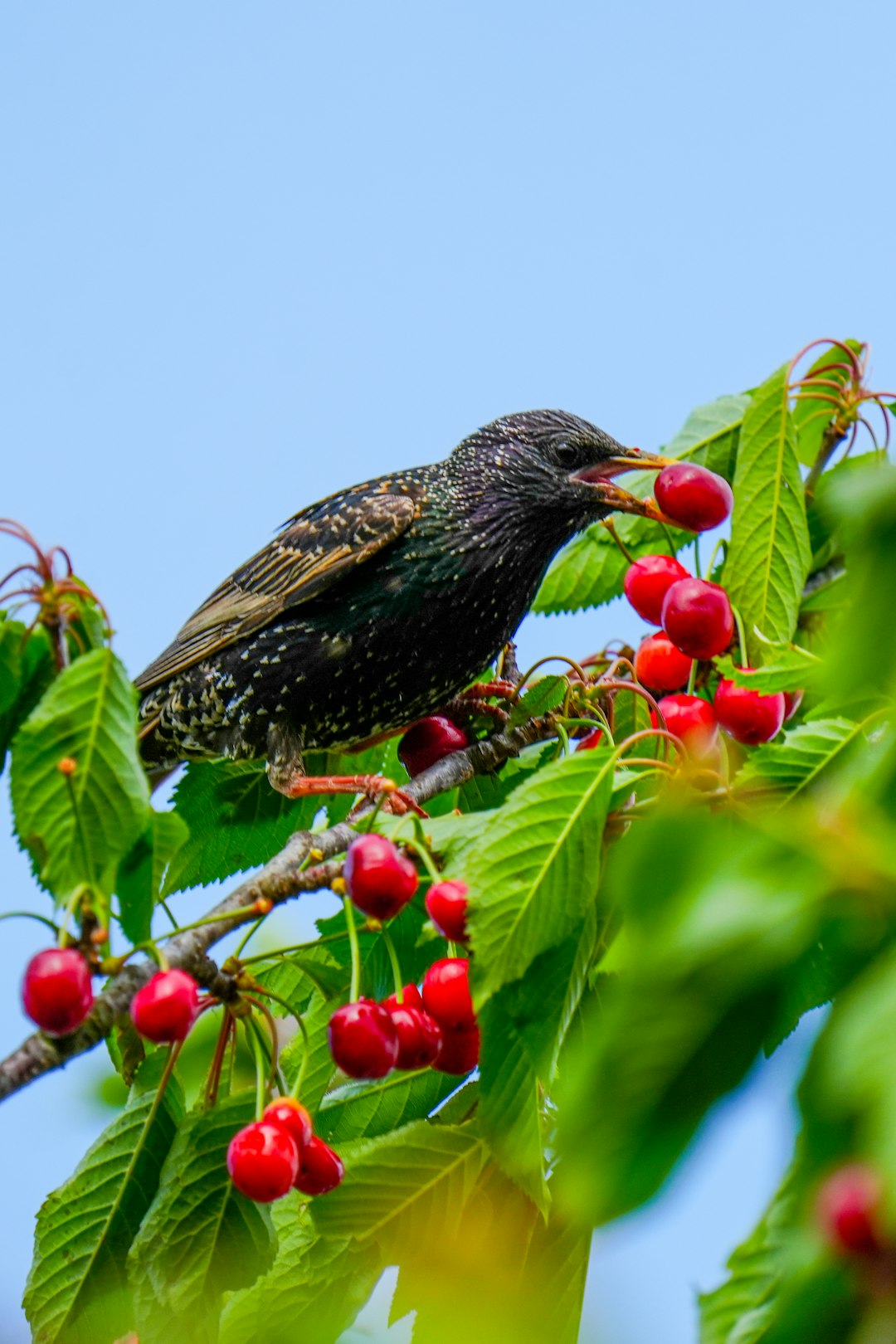 A starling perched in a cherry tree eating a ripe red cherry