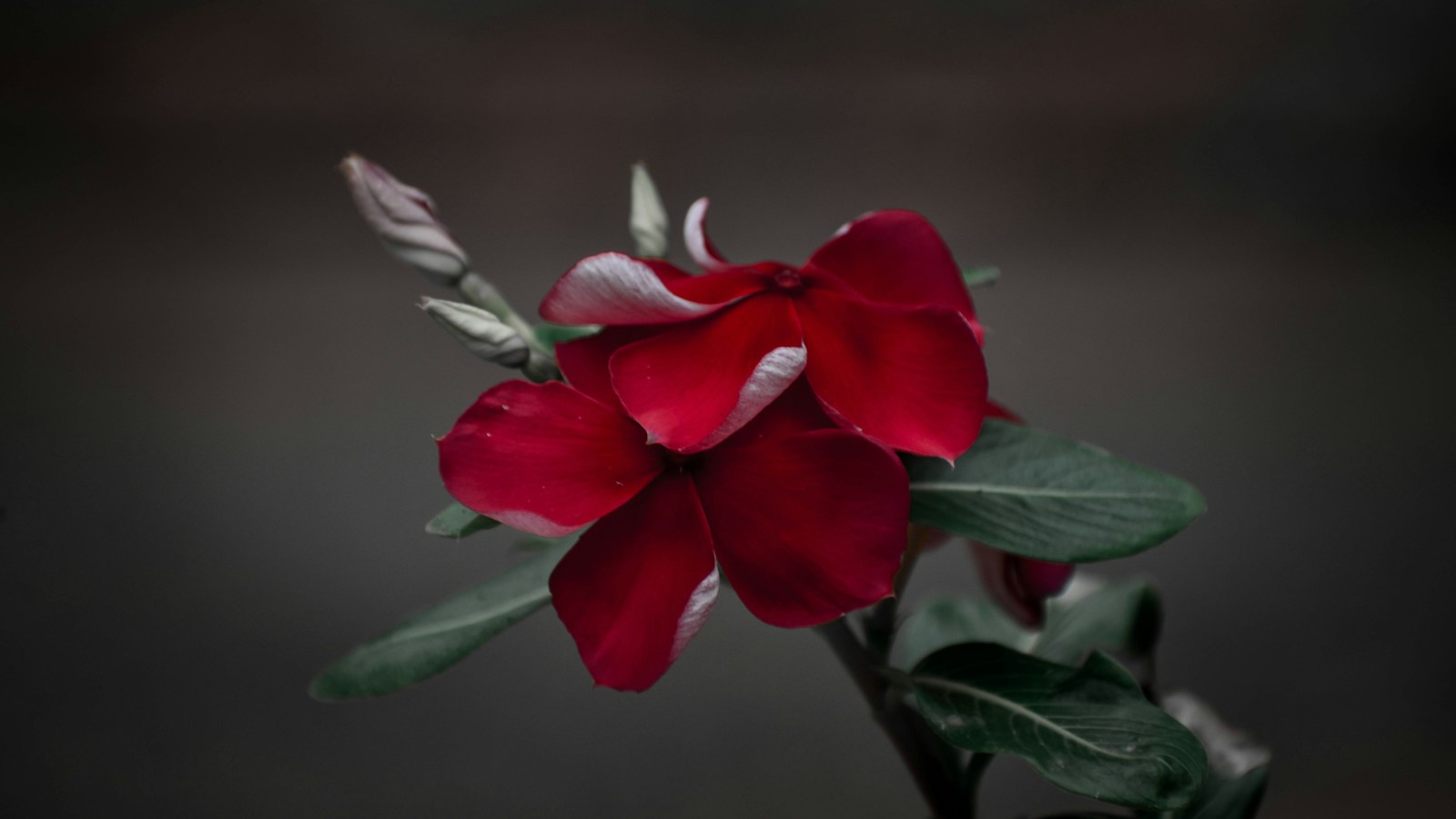 Deep red annual vinca flowers and buds against a dark background