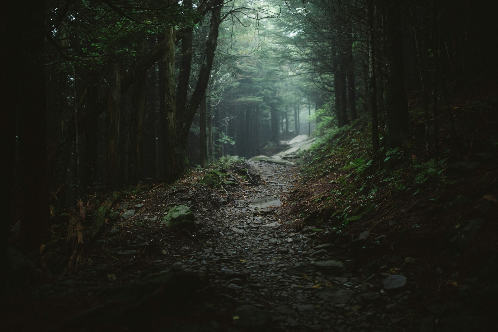 Rocky Appalachian Trail through misty conifer forest where pipsissewa grows wild