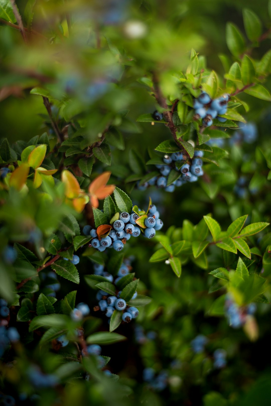 A blueberry bush branch heavy with many clusters of ripe blue berries