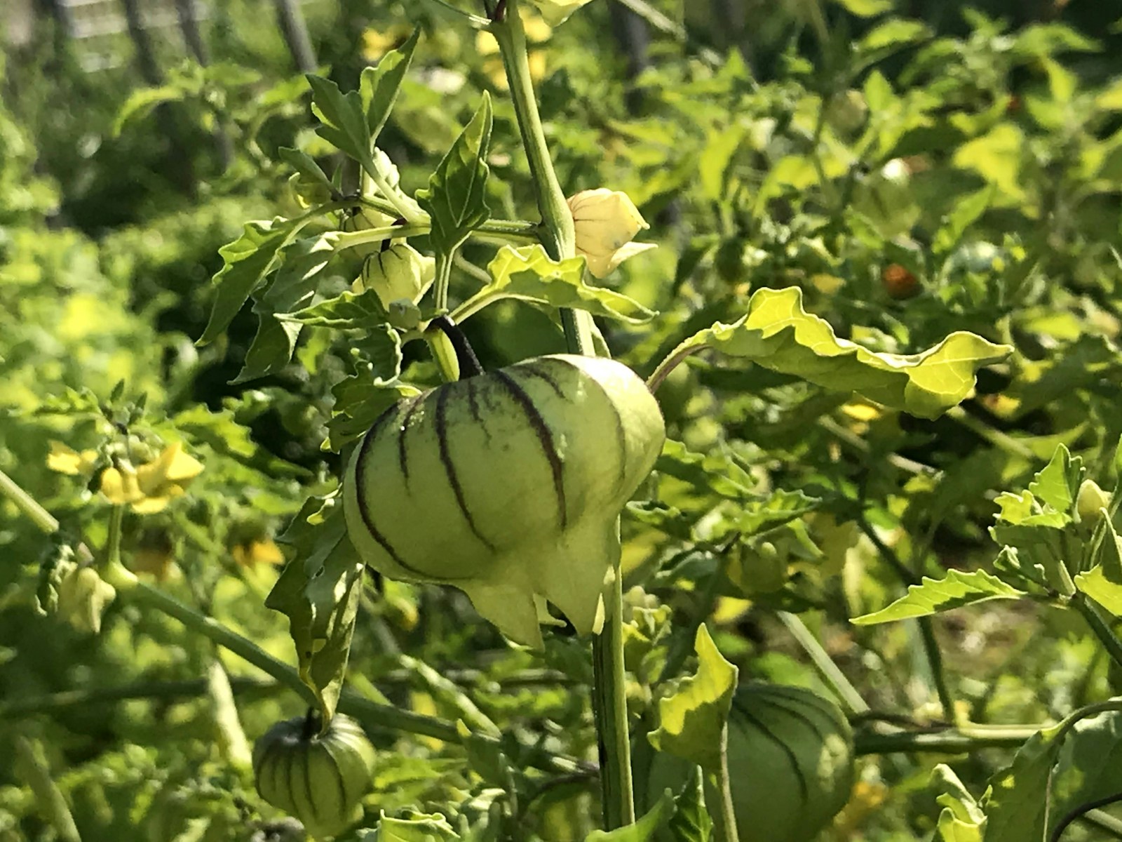 Tomatillo branch with pale yellow flowers and a striped, inflated husk