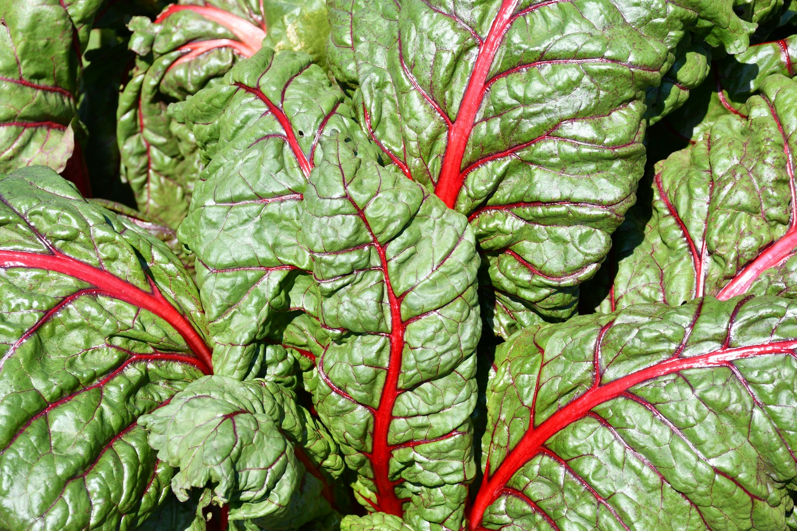 Close-up of glossy savoyed chard leaves with vivid red midribs and veins