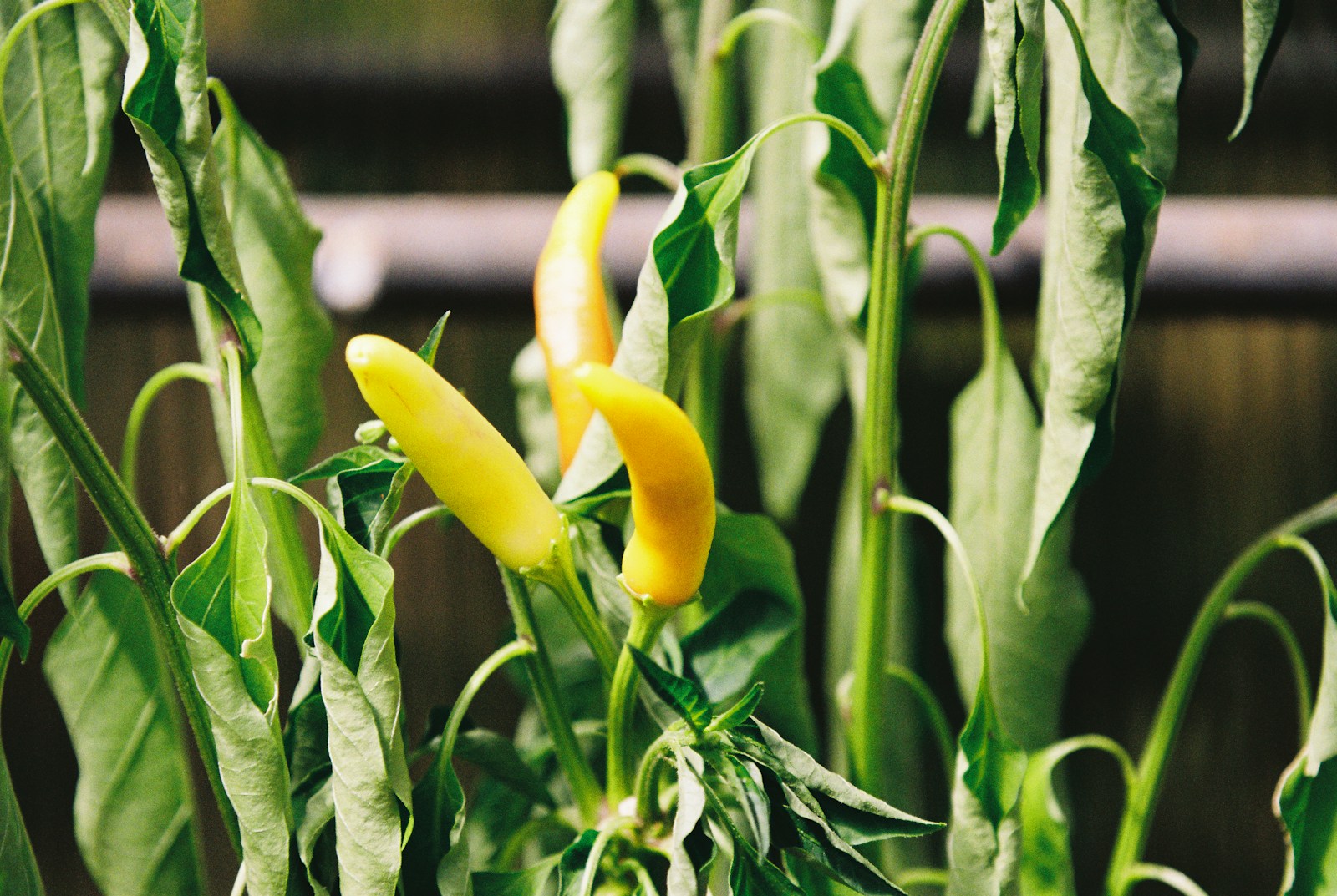Slim yellow chili pods ripening upright on a pepper plant