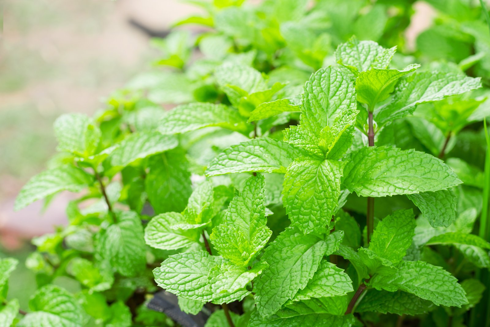 Healthy mint plant with bright green toothed leaves