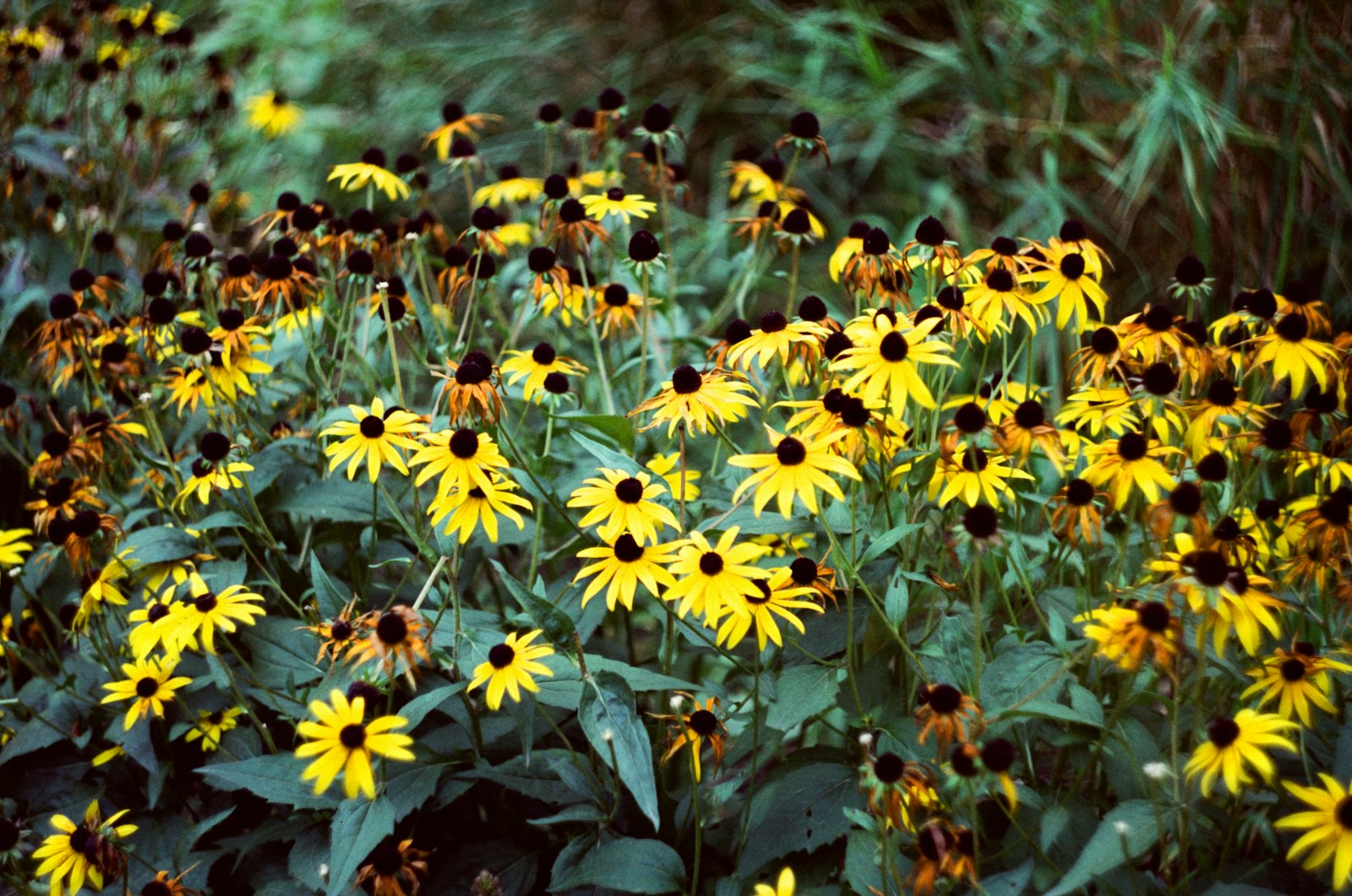A clump of black-eyed Susans with fresh flowers and faded, drooping ones