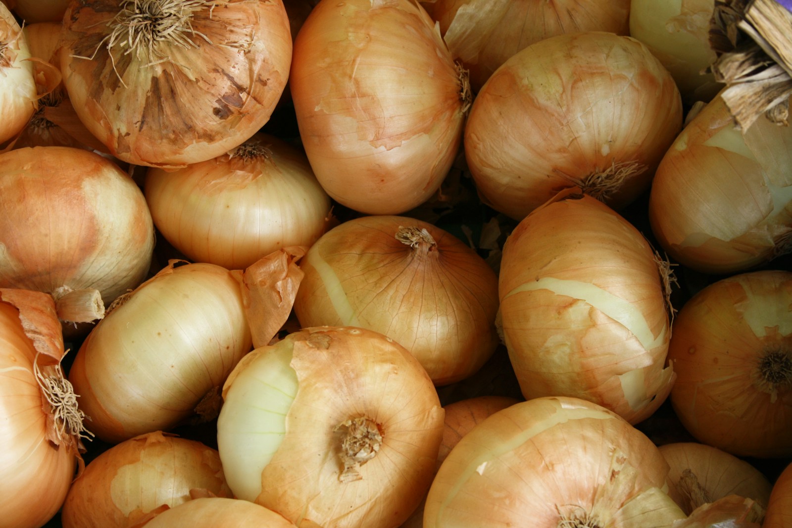 Pile of yellow onion bulbs with papery golden skins