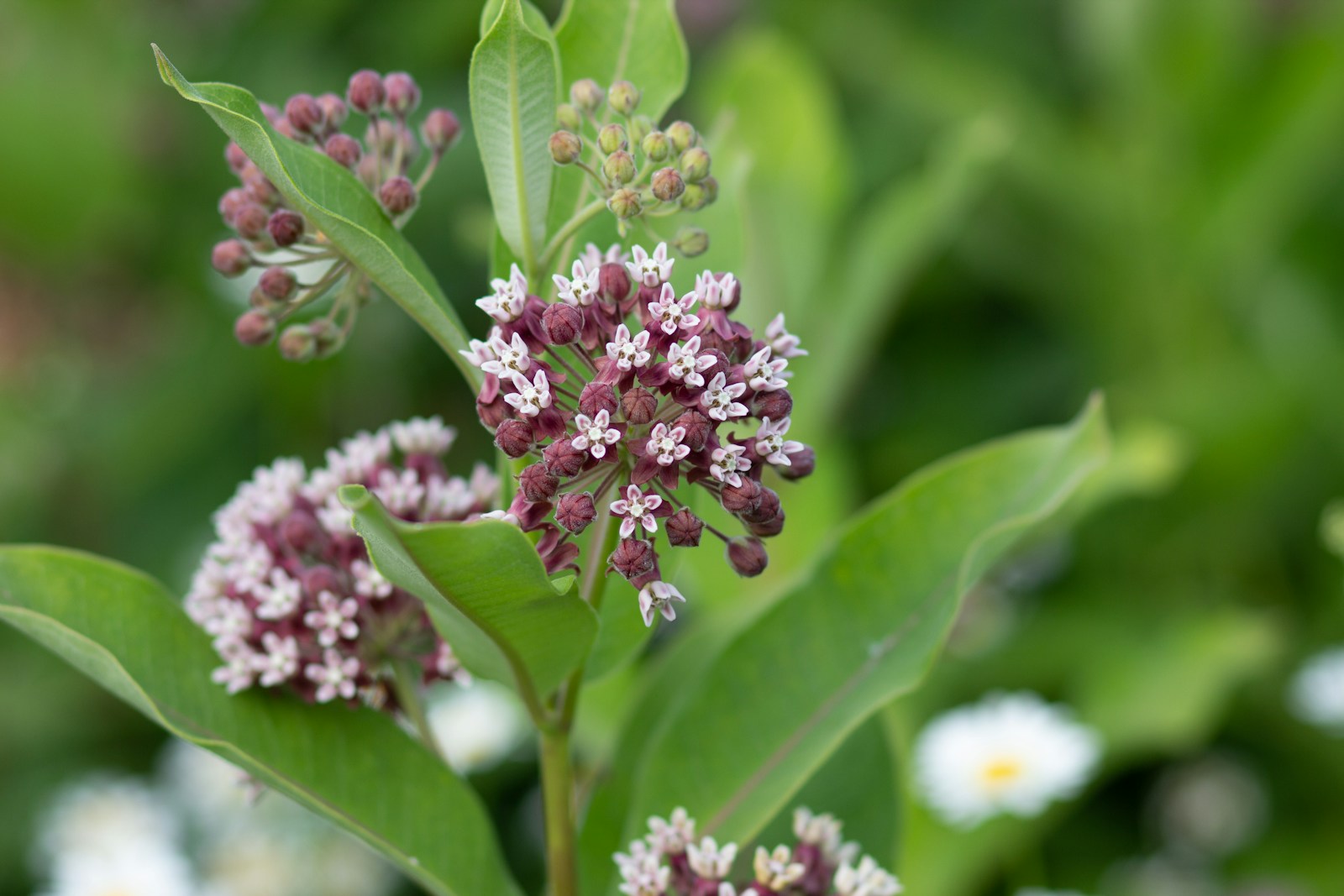 Common milkweed stem with broad leaves, open pink flowers and tight buds