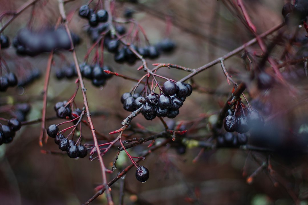 Dense clusters of glossy black aronia berries on reddish stems