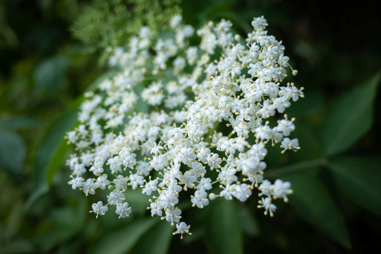 Close-up of a creamy white elderflower cluster with tiny star-shaped blooms