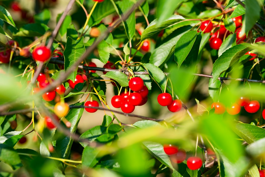 Many small bright red cherries clustered among green leaves on the tree