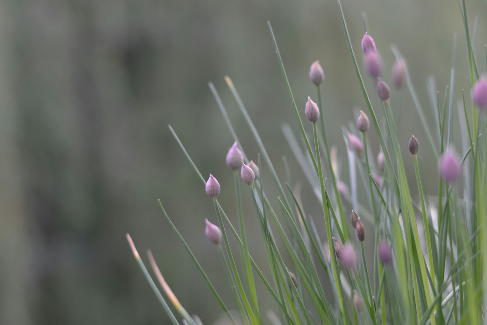 Slender chive leaves with pointed pink flower buds about to open