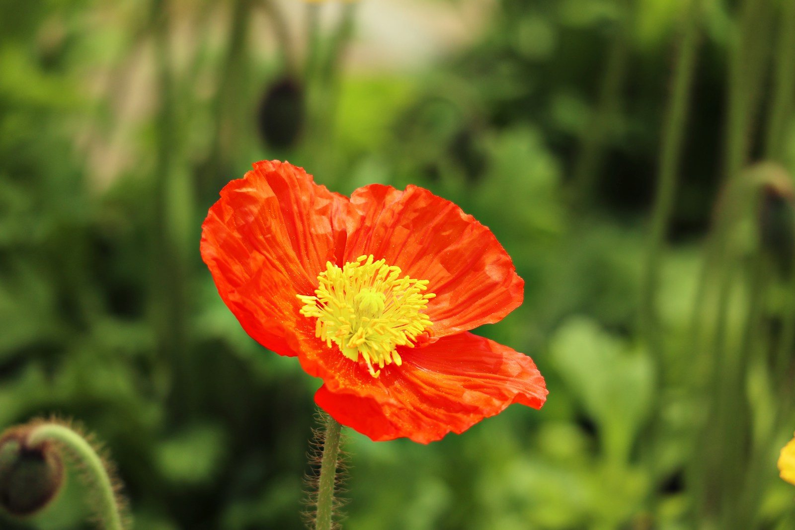 Orange-red Iceland poppy flower with yellow stamens and a hairy stem