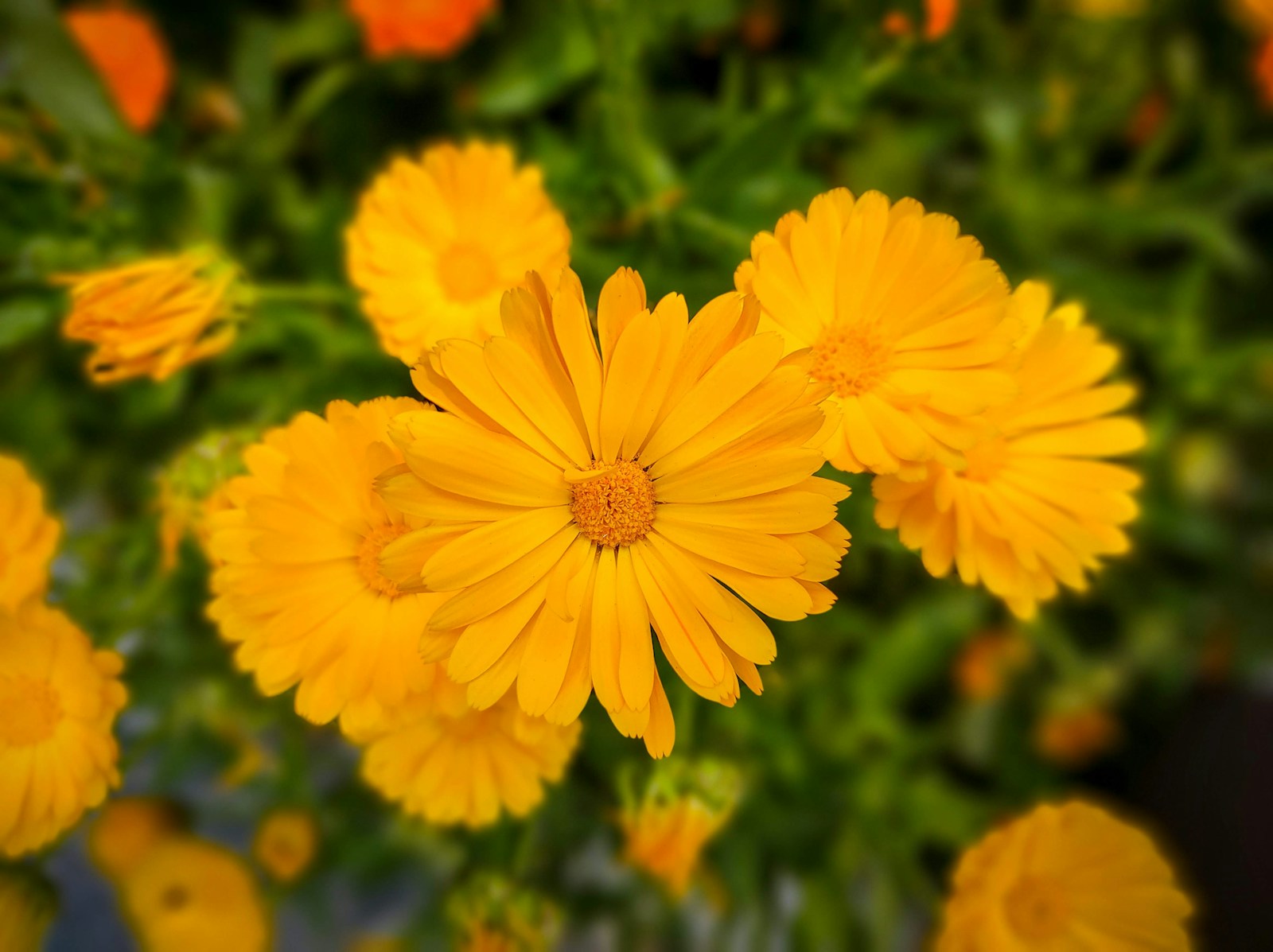Golden-yellow calendula flowers with orange blooms blurred behind them