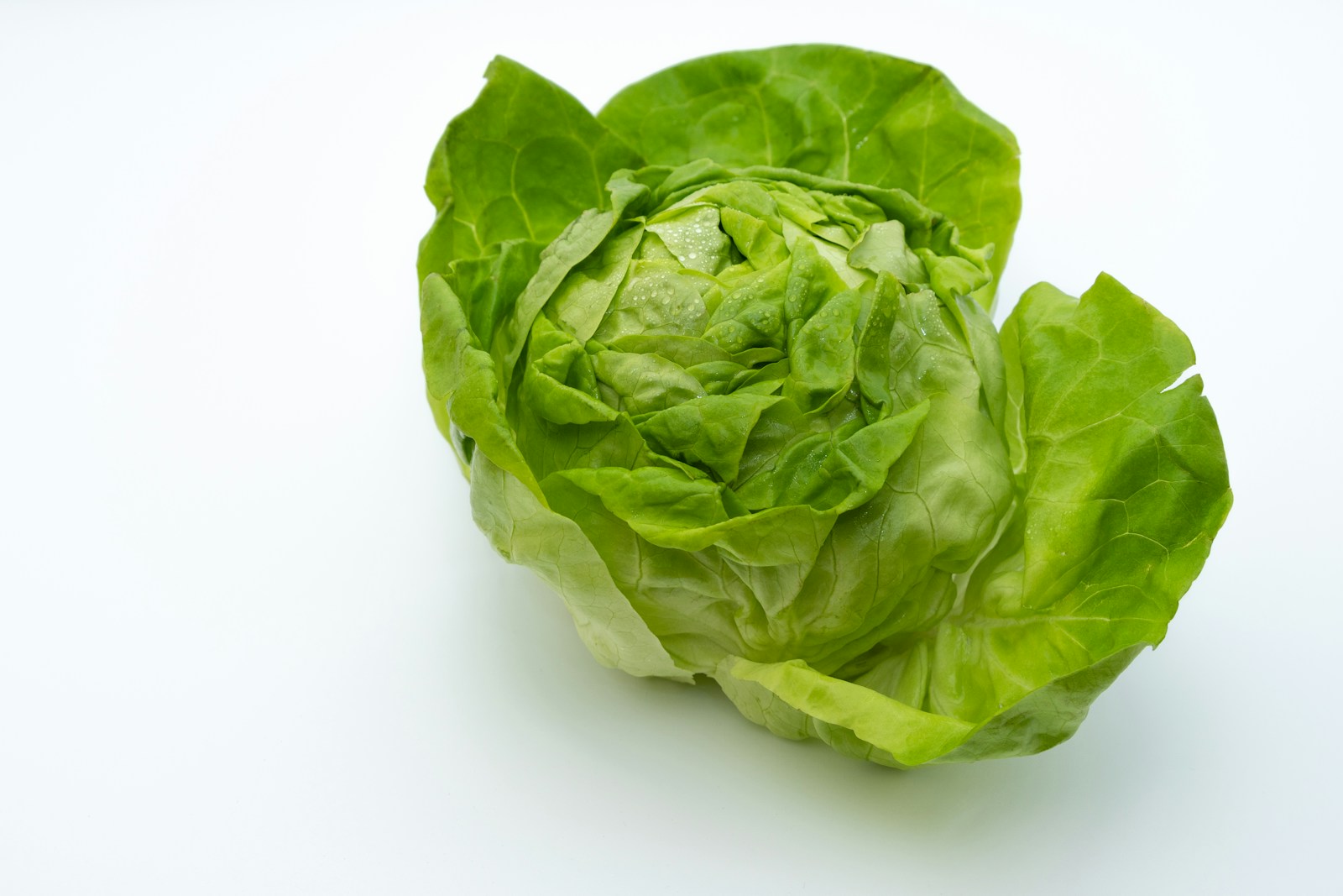 Whole harvested lettuce head with soft, loosely folded pale green leaves