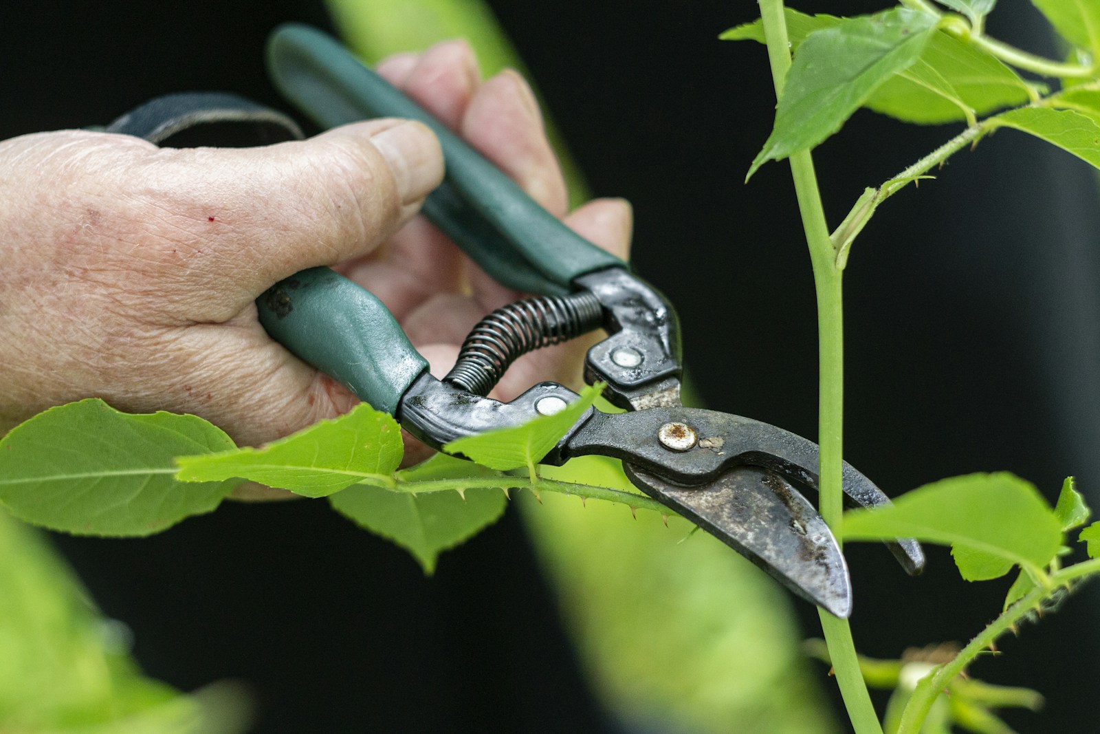 Hand cutting a thorny green stem with hand pruners