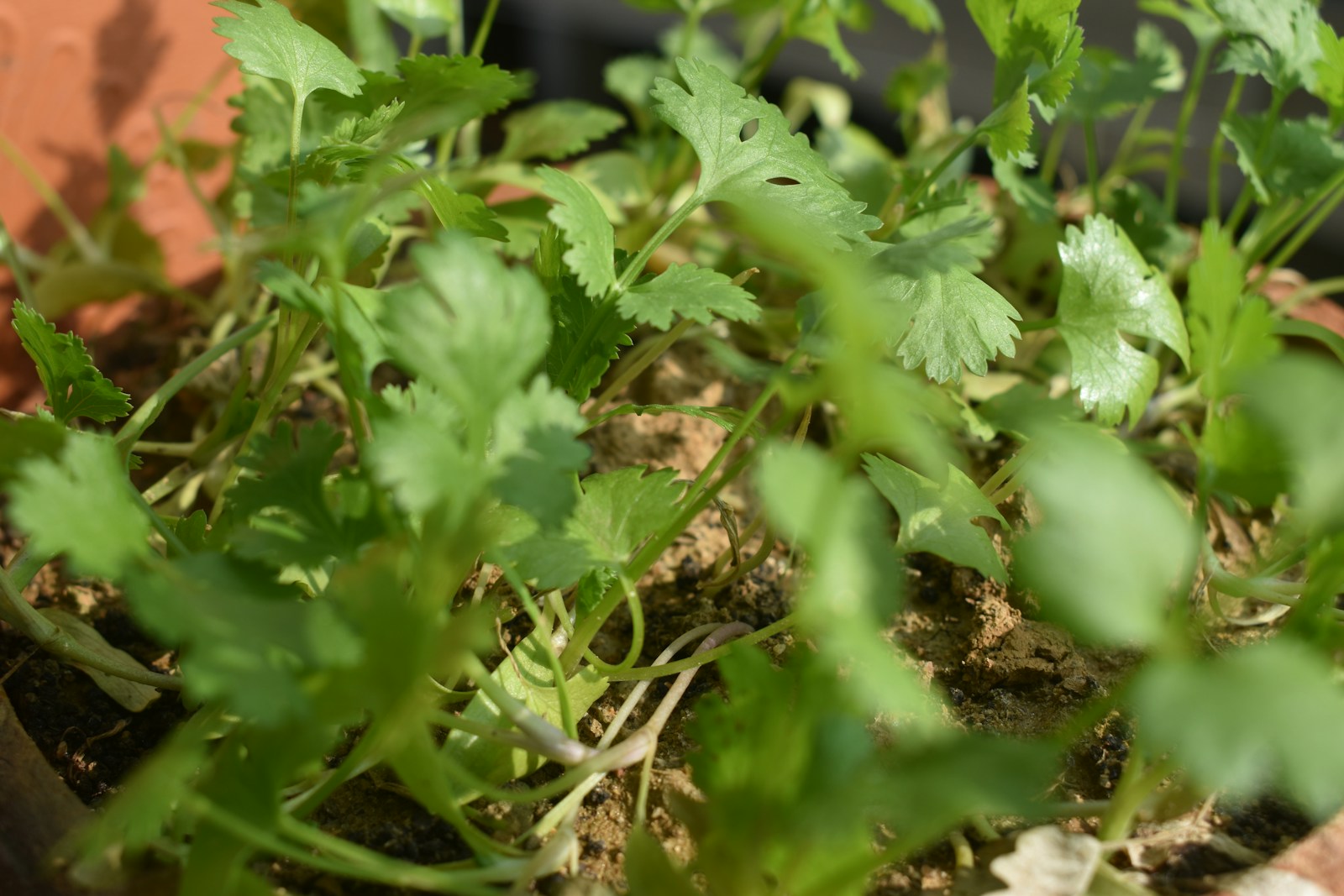 Young cilantro plants with rounded, lobed leaves growing in a container
