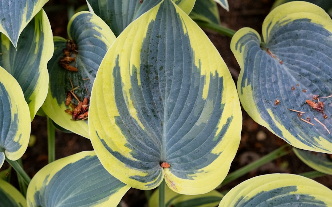 Single hosta leaf with a blue-green center and a wide gold margin