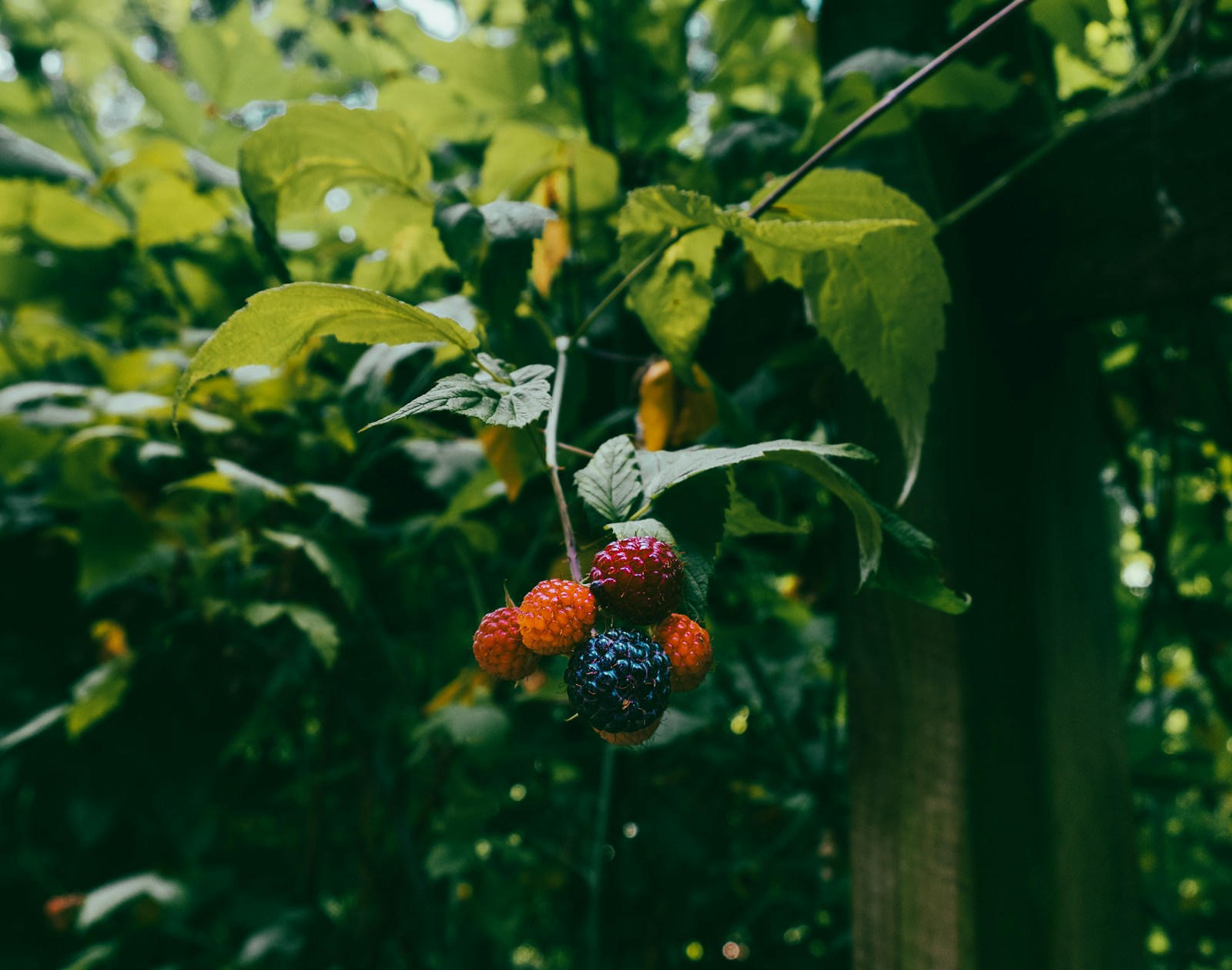 Black raspberry, a close blackberry relative, ripening from orange-red to black