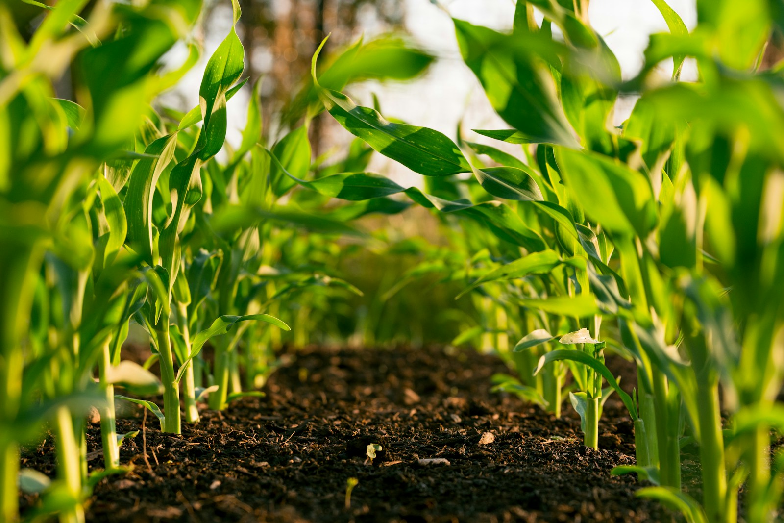 Rows of young corn plants growing in dark, crumbly soil