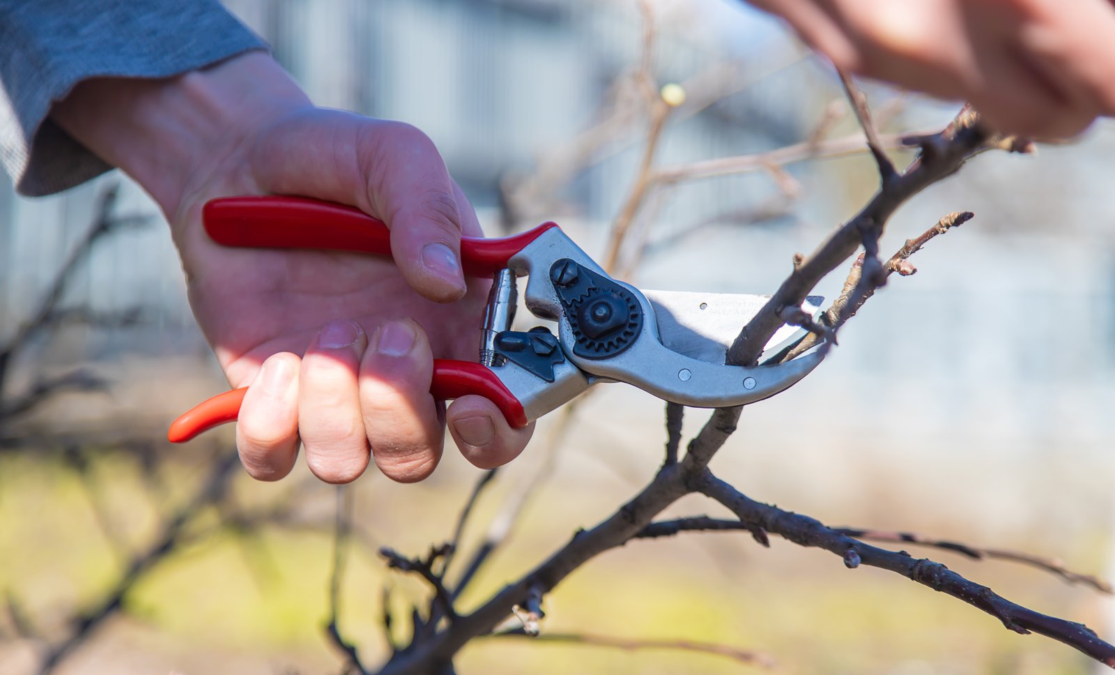 Hand pruners cutting a leafless dormant woody stem