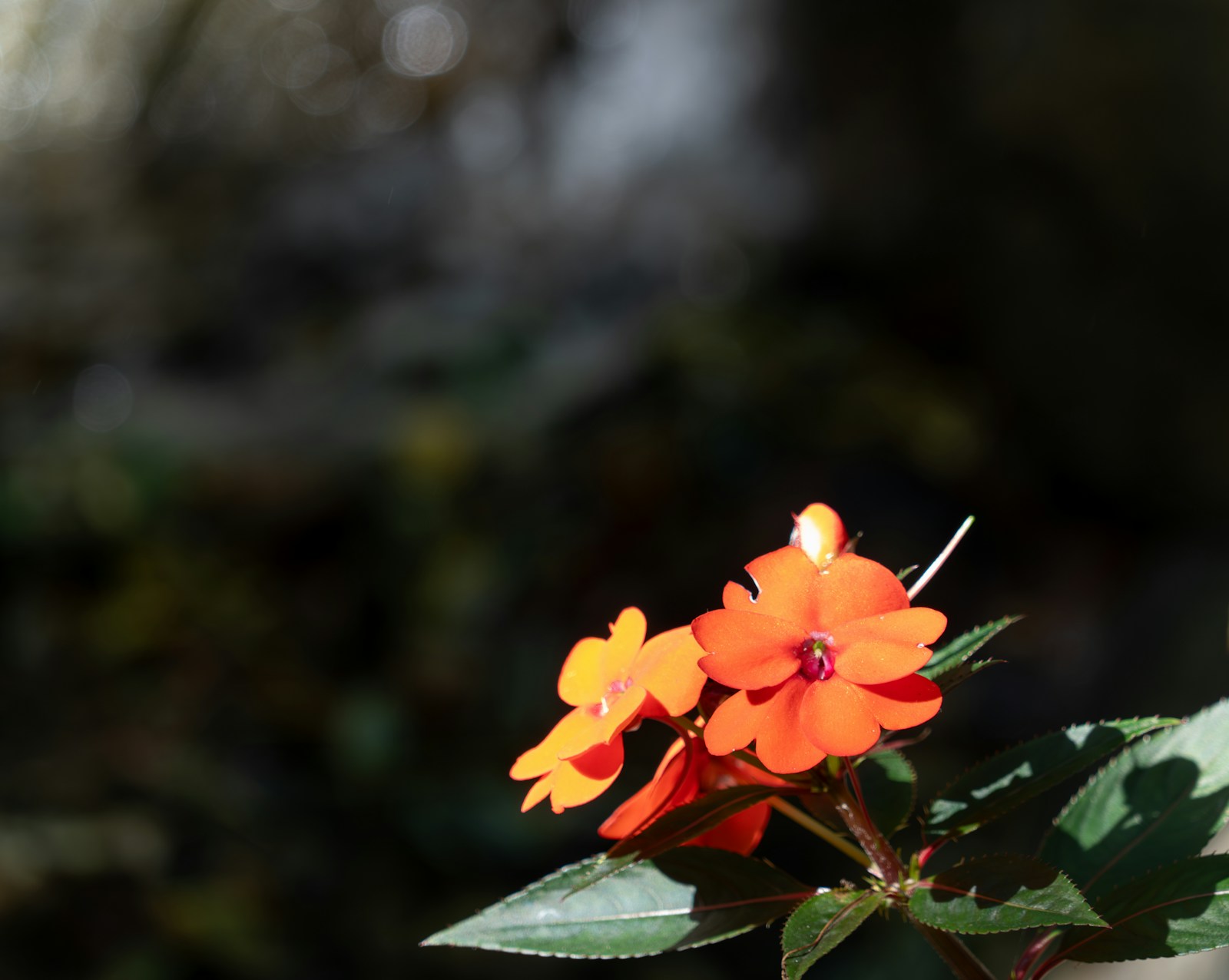 Orange impatiens flowers catching a shaft of light against a shady background