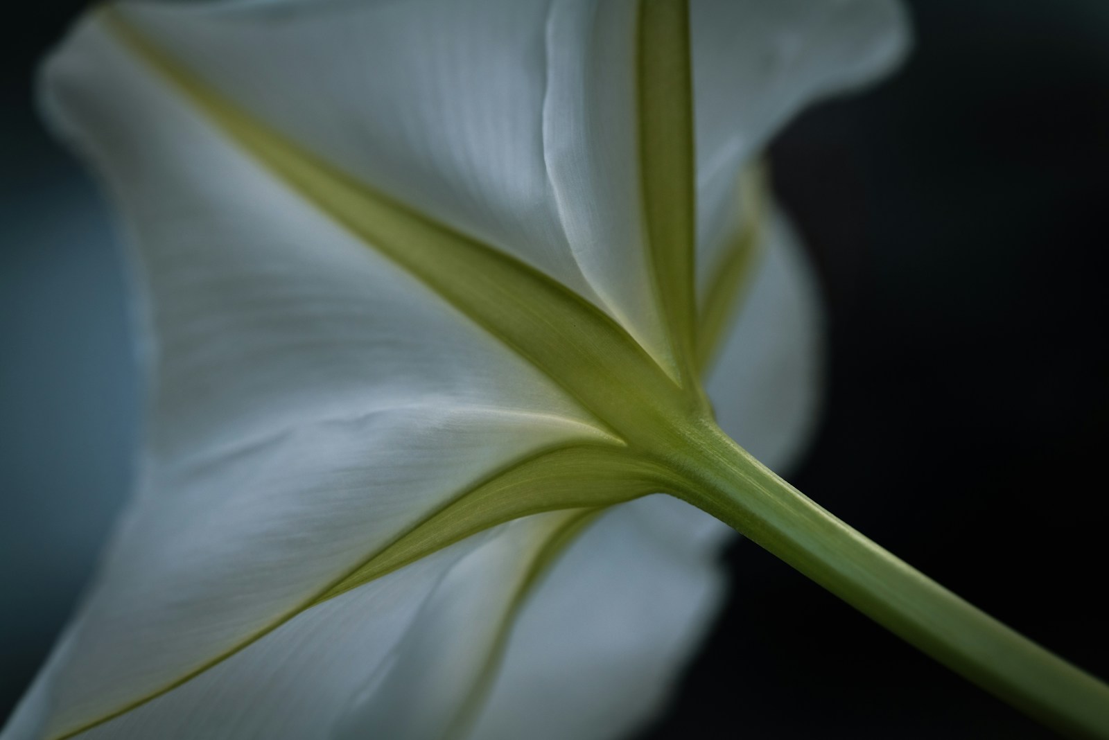 Underside of a white moonflower showing its long green flower tube