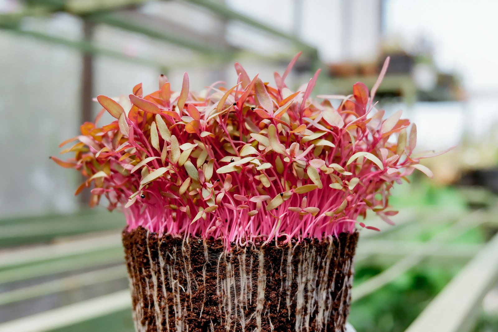 Dense pink-stemmed red amaranth seedlings growing in a block of compost