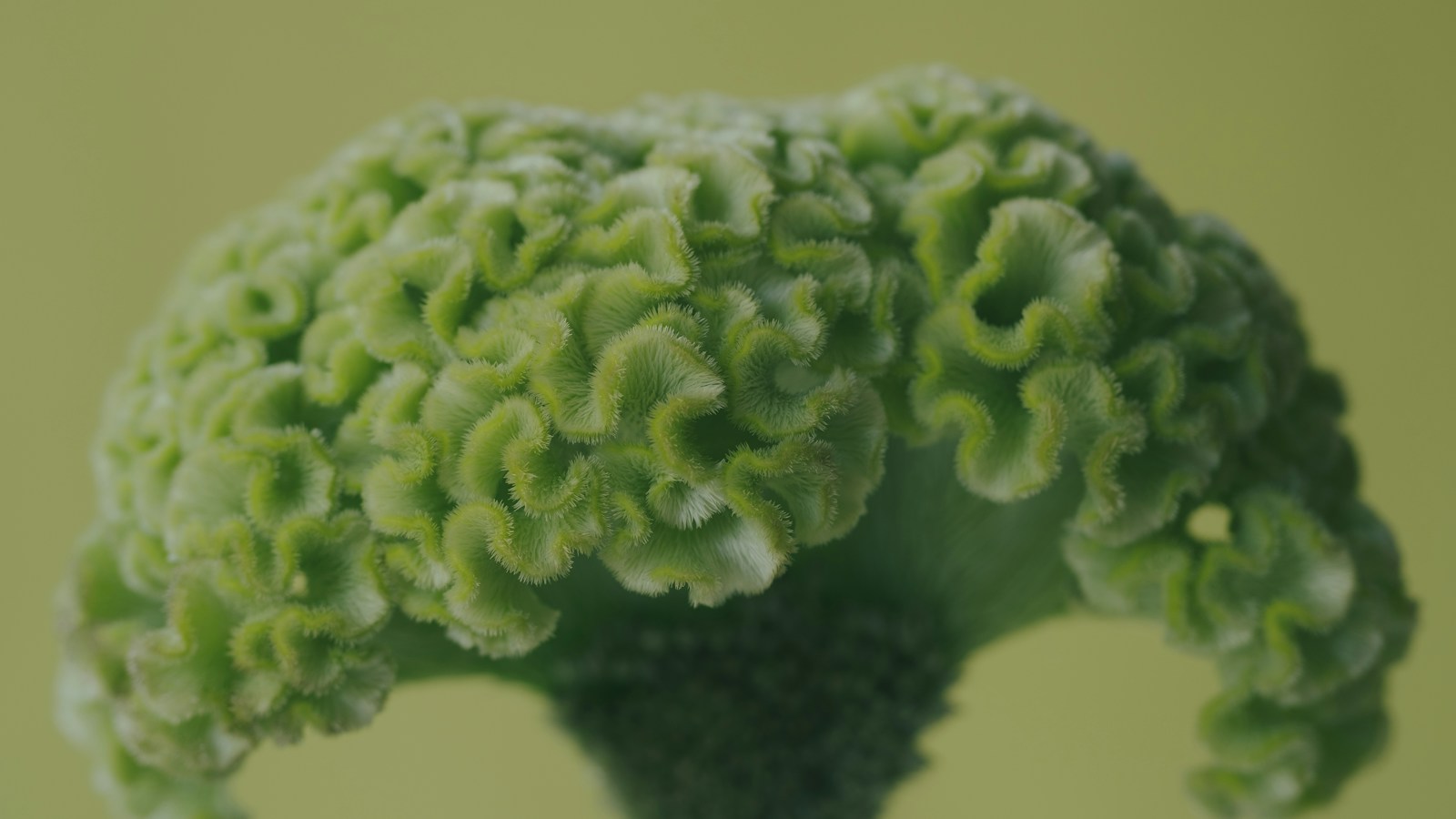 Macro view of a lime-green crested celosia head with fuzzy, wavy ridges