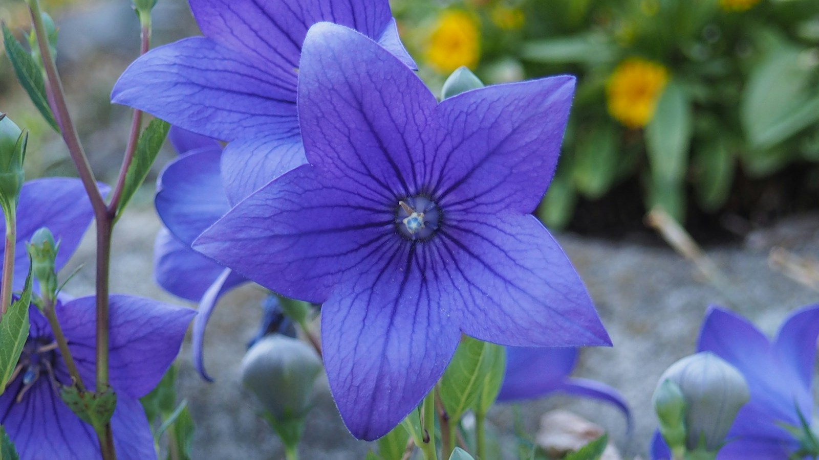 Star-shaped blue balloon flowers and round buds growing in a garden border