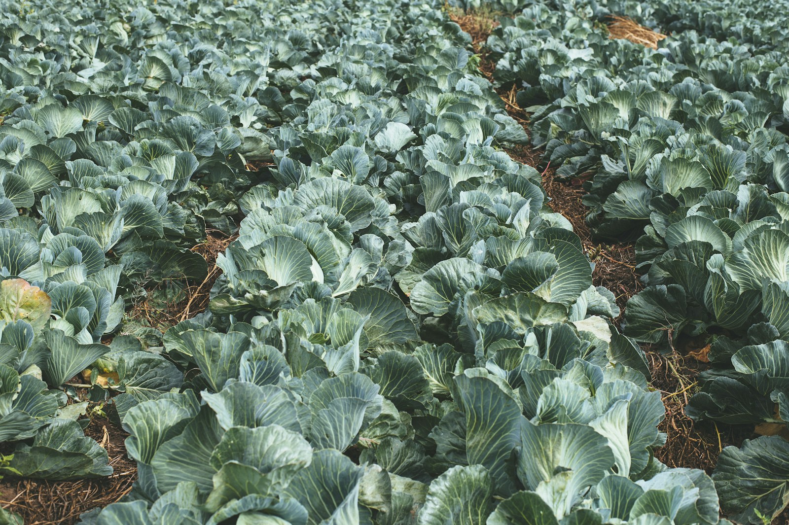 Rows of cabbage plants growing in straw-mulched soil