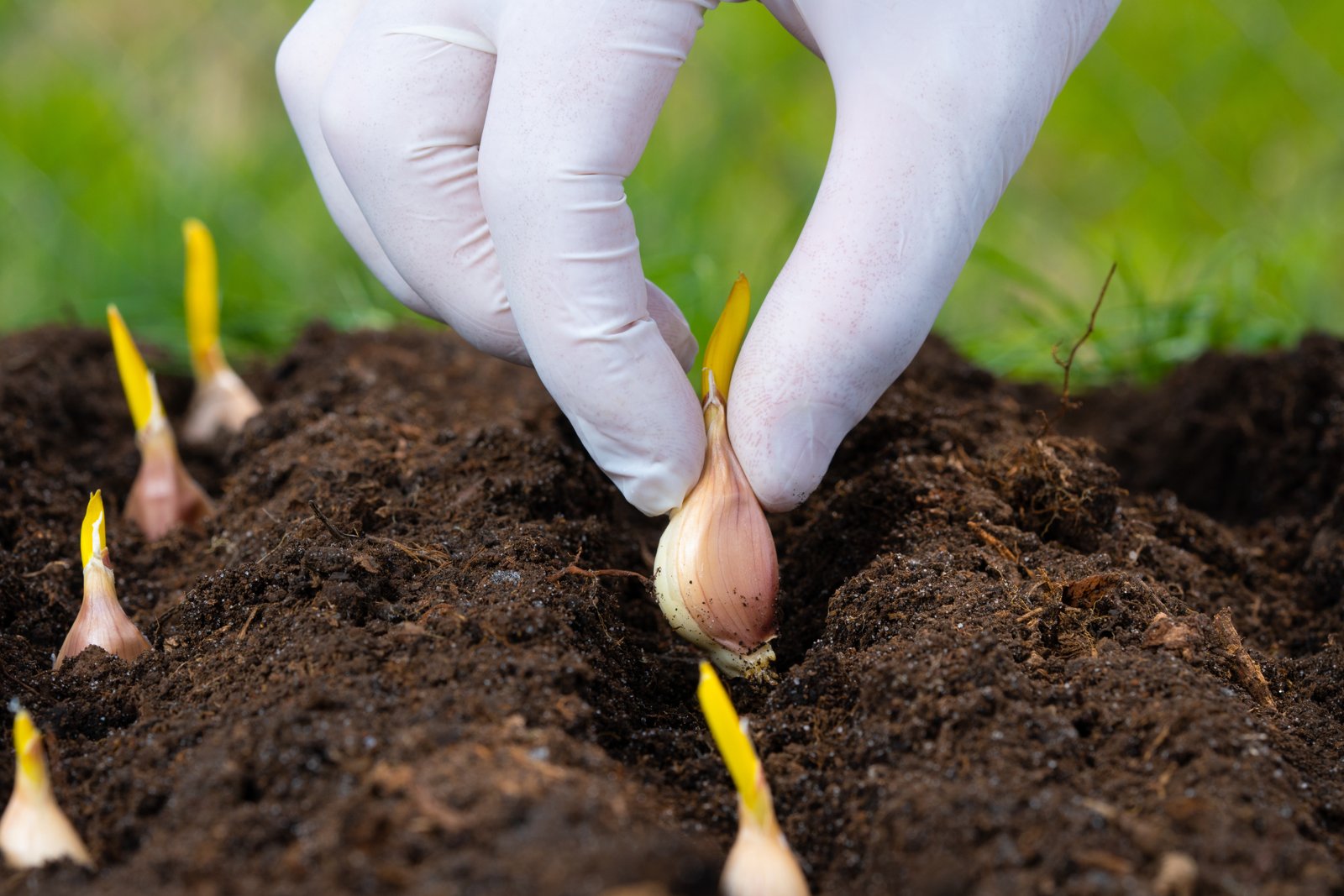 A gloved hand setting a sprouted garlic clove pointy end up in soil