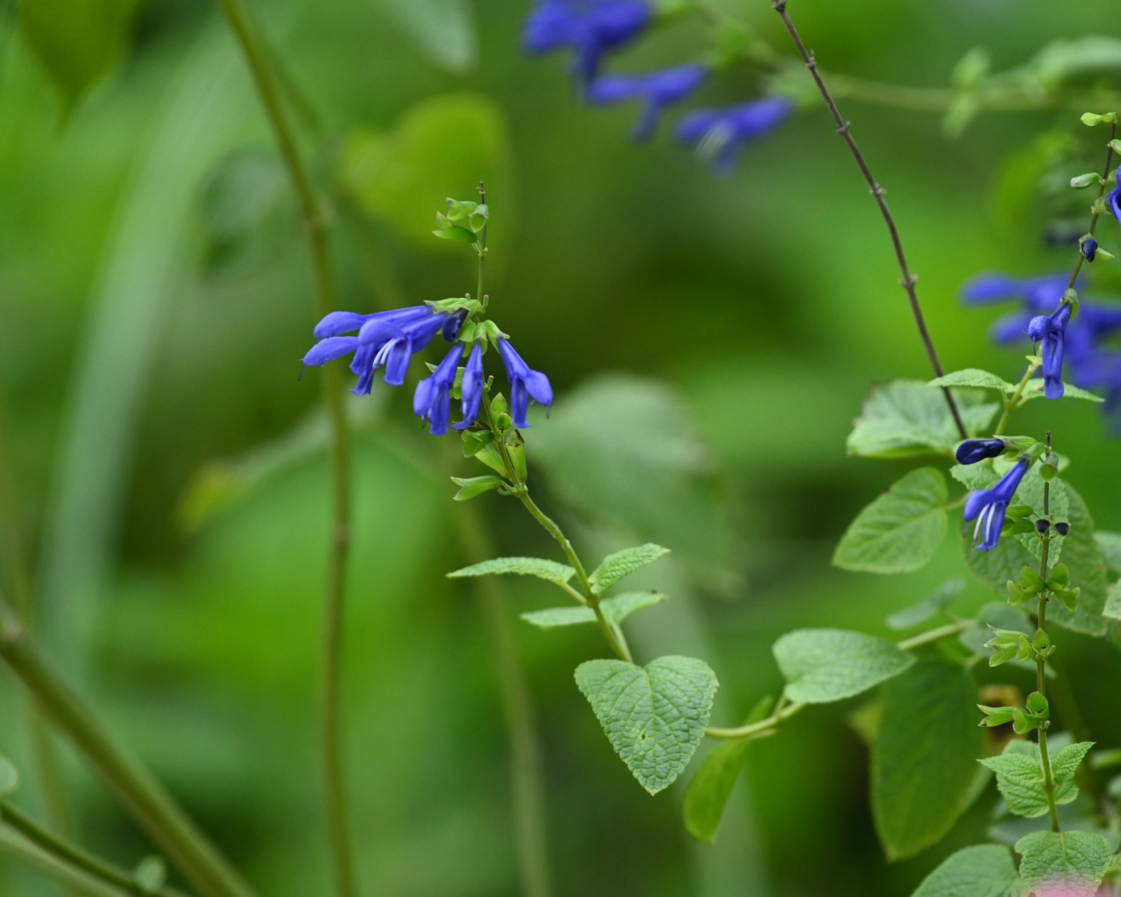 Deep blue tubular salvia flowers above textured heart-shaped leaves